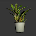 Green Leafy Plant With Striped Stems In White Ceramic Pot On Dark Background