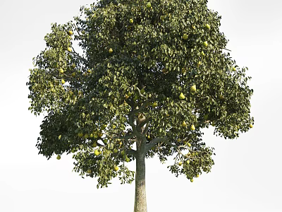 Abundant Fruit Bearing Arbor With Lush Green Leaves And Strong Trunk 3d model