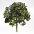 Abundant Fruit Bearing Arbor With Lush Green Leaves And Strong Trunk