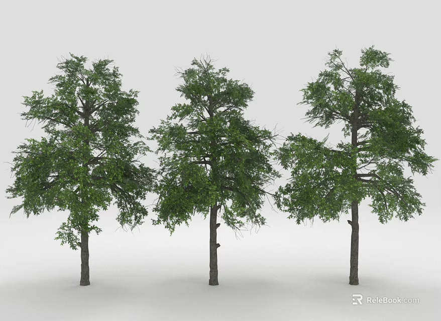 Three Green Leafy Trees With Brown Trunks Against White Background 3d model 