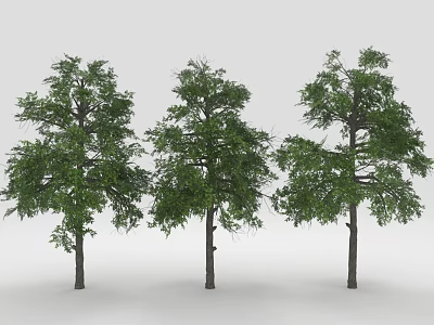 Three Green Leafy Trees With Brown Trunks Against White Background 3d model