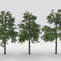 Three Green Leafy Trees With Brown Trunks Against White Background