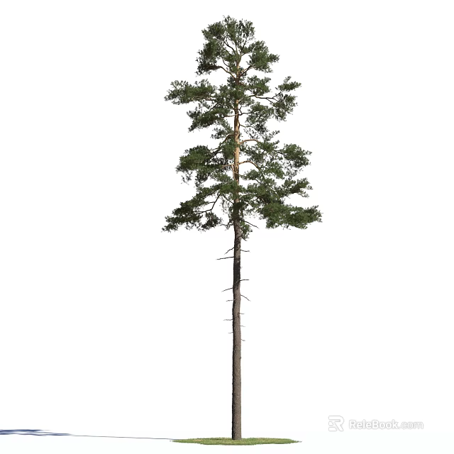 Tall Arbor With Straight Trunk And Lush Green Branches Standing Isolated On White 3d model 