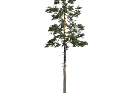 Tall Arbor With Straight Trunk And Lush Green Branches Standing Isolated On White 3d model