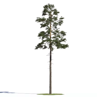 Modern Pine 3d model