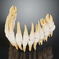 Detailed 3D Model of Human Teeth Showing Dental Structure and Tooth Anatomy Features