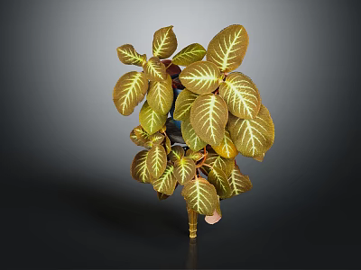 Lush Potted Plant With Broad Brownish Yellow Leaves And White Veins 3d model