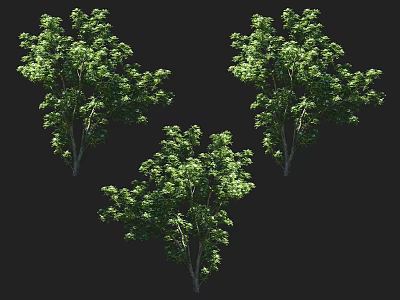Three Green Arbor Trees With Lush Foliage And Natural Growth Shapes 3d model