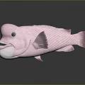 Pink Fish With Bulbous Forehead Large Mouth Fins And Tail On Dark Background With Reflection