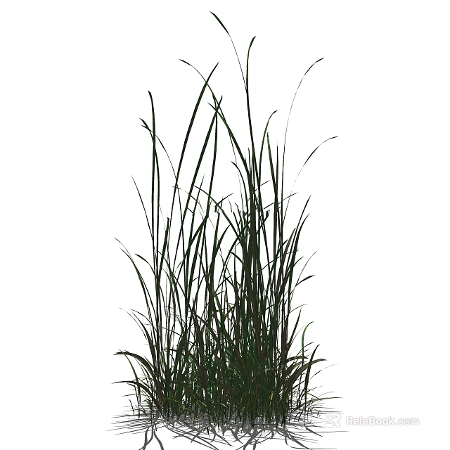 Lush Green Grass With Slender Leaves Growing In Dense Clumps Outdoors 3d model 