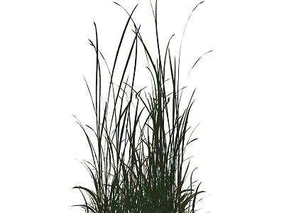Lush Green Grass With Slender Leaves Growing In Dense Clumps Outdoors 3d model