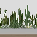 Various Green Cactus Succulent Bonsai Potted Plants In White Rectangular Planter 3d model
