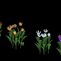 Colorful Tulips in Red Yellow White Purple with Green Leaves on Black Background