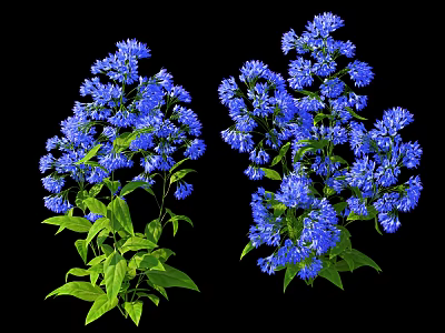 Two Bouquets of Blue Purple Flowers with Green Leaves Against Black Background 3d model