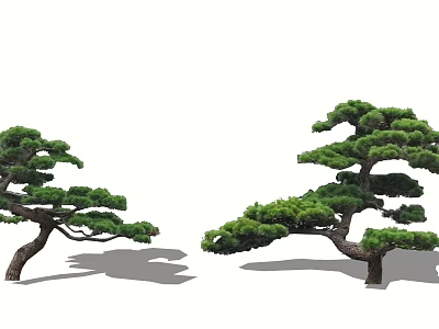Ornamental Pine Trees with Curved Branches and Lush Green Foliage in Garden Design 3d model