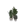 Various Potted Plants With Different Leaf Shapes In White Ceramic Pots