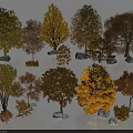 Different Kinds Of Autumn Trees Featuring Yellow Orange Foliage And Various Sizes