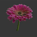 Purple Gerbera Flower with Vibrant Pink Petals Dark Center and Green Stem on Dark Background
