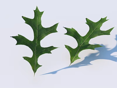 Two Green Oak Leaves With Serrated Edges And Shadows On White Background 3d model