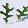 Two Green Oak Leaves With Serrated Edges And Shadows On White Background