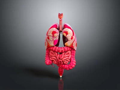 Human Organs And Hair Anatomy 3D Model With Pink Red Structure And Dark Background 3d model