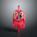 Human Organs And Hair Anatomy 3D Model With Pink Red Structure And Dark Background