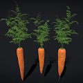 Three Fresh Raw Carrots With Green Leafy Tops On Black Background