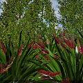 Shrubs With Red And Yellow Flowers And Long Green Leaves In Garden With Tall Trees