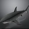 Realistic Gray Shark Model With Dorsal Fin And Open Mouth On Dark Background