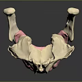 Human Skull Oral Anatomy Model With Detailed Teeth And Pink Gums