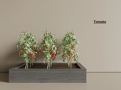 Three Healthy Tomato Plants Growing in Wooden Planter with Red Fruits 3d model