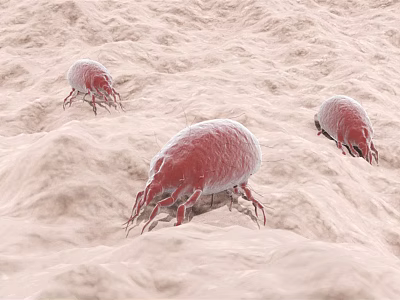 Detailed Microscopic View Of Red Mites Crawling On Skin Surface 3d model