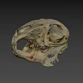 Detailed Animal Skull Anatomical Model With Visible Bone Structure On Dark Background