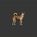 Orange Brown Shiba Inu Standing With Curled Tail On Gray Background And Reflection On Surface