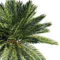 Tall Palm Trees with Straight Trunks Lush Green Fronds and Orange Fruits with Shadow
