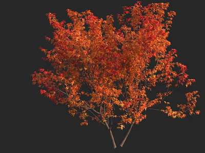 Deciduous Tree with Vibrant Red and Orange Autumn Leaves Isolated on Black Background 3d model