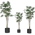 Three Different Sizes Bonsai Potted Plants With Green Leaves In Black Pots