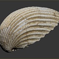 Modern shell seashell seafood seafood hard shell conch 3d model