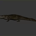 Crocodile Alligator Nile Crocodile carnivore reptile cold-blooded animal reptile 3d model