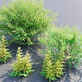 Lush Green Shrubs Of Various Types For Garden Landscape Design
