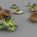 Various Guanyinlian Succulent Plants with Rosette Shaped Leaves and Colorful Foliage