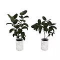 Lush Green Potted Plants in White Crackle Ceramic Pots with Vibrant Foliage