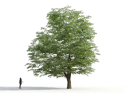 Tall Arbor With Lush Green Leaves And Thick Trunk And Person Walking Nearby 3d model