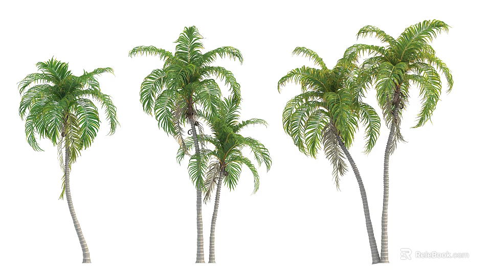 Tall Palm Trees With Lush Green Fronds And Slender Trunks In Natural Scene 3d model 