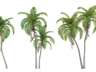Tall Palm Trees With Lush Green Fronds And Slender Trunks In Natural Scene 3d model