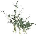 Multiple Glass Vases With Fresh Green Eucalyptus Leaves For Interior Decoration