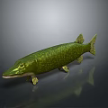 Realistic Green Pike Fish 3D Model With Lifelike Texture And Shiny Surface
