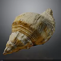 Natural Conch Shell With Organ Like Structure And Hair Like Texture