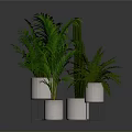 Indoor Green Plants Various Types in White Pots with Stands and Lush Foliage