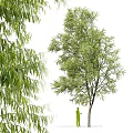 Tall Leafy Arbor With Green Leaves Willow Branches And Human Silhouette